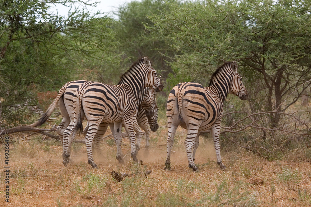 Obraz premium Steppenzebras