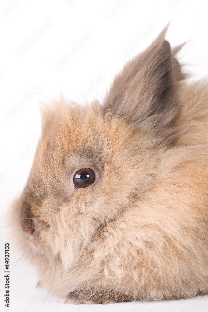brown bunny, isolated on white background brown bunny, isolated on white background