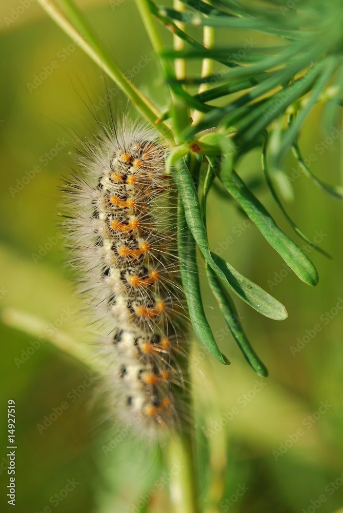 Cankerworm Cankerworm