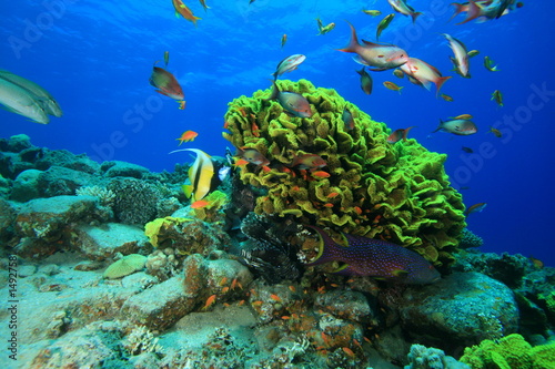Fototapeta Naklejka Na Ścianę i Meble -  Cabbage Coral and Fish