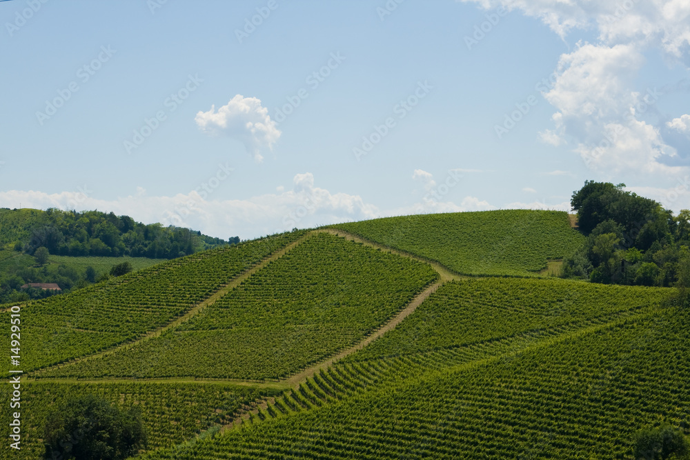 Vineyards on hill in Piedmont, Italy