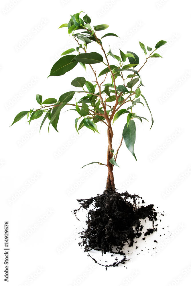 Fototapeta premium Little tree isolated