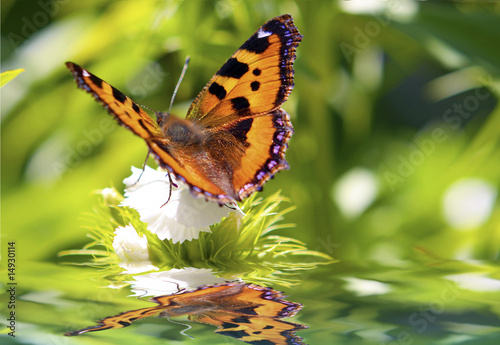 Schmetterling,Sommerzeit #14930114