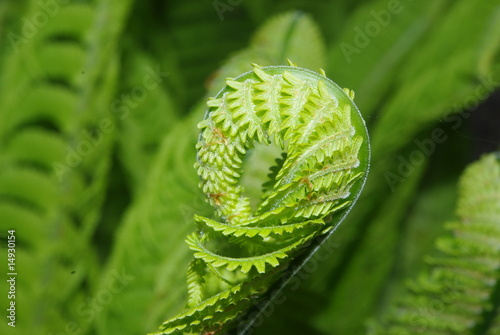 aufgehender Farn im Garten