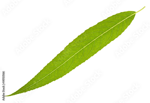 Willow leaf