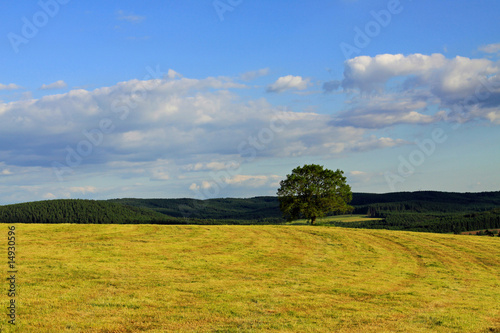 Der Baum Landschaft