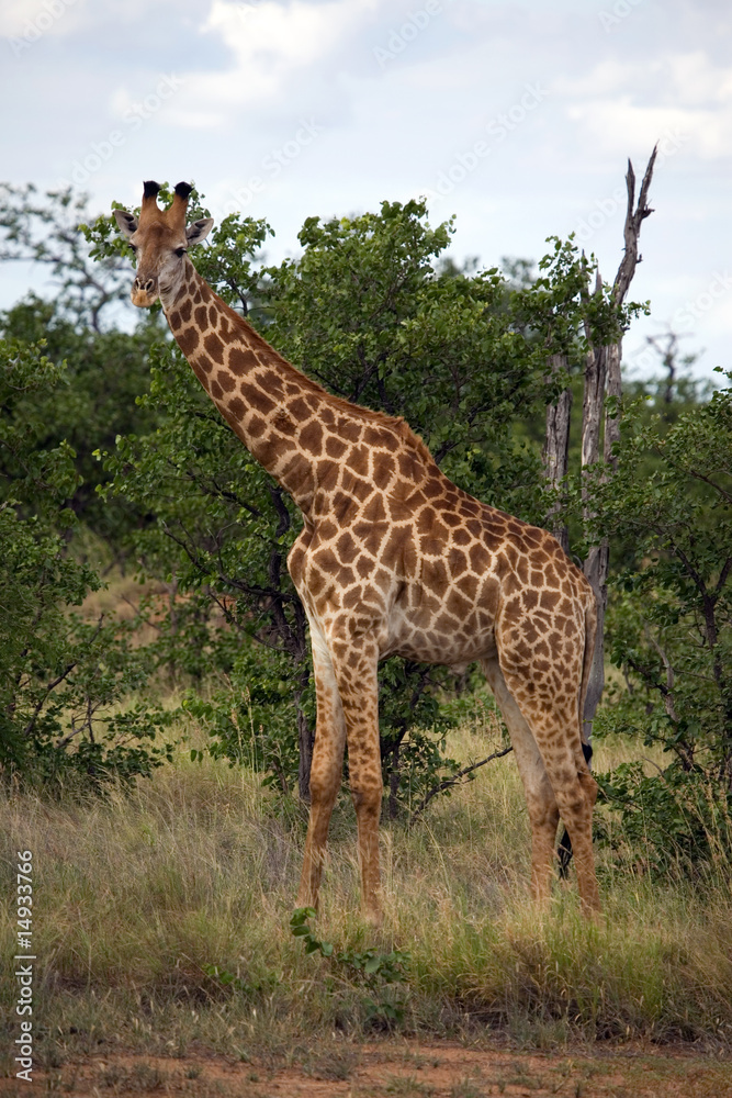 Netzgiraffen