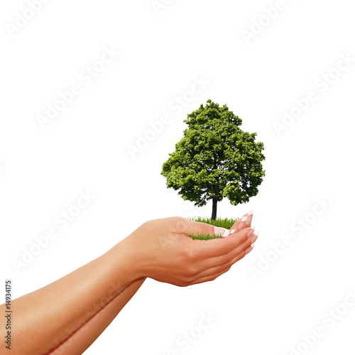 Dieser Baum in meinen Händen