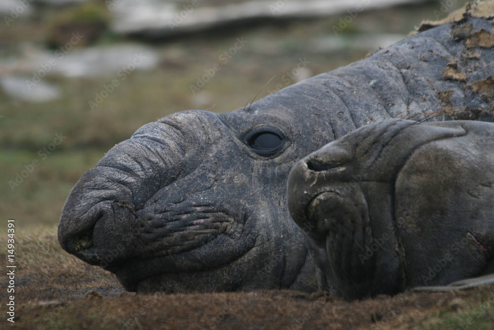 Obraz premium Elephant Seals