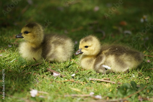 baby goslings