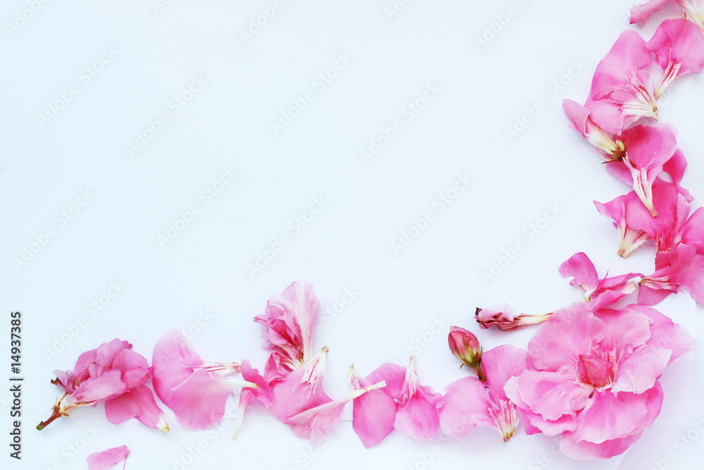 Paper sheet with pink oleander