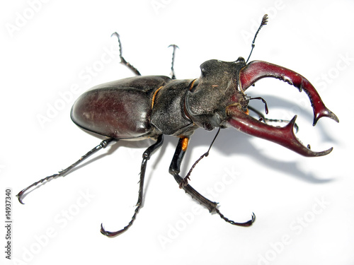 stag-beetle on the white