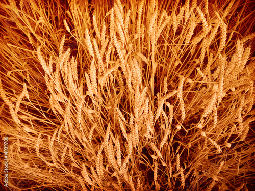 golden wheat closeup
