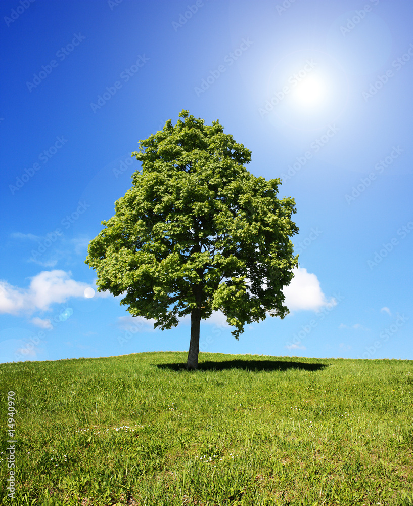 Naklejka premium Baum mitten im Feld