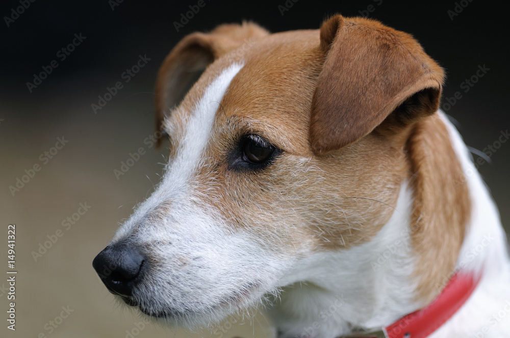 Smooth coated Parson Jack Russell Terrier portrait Smooth coated Parson Jack Russell Terrier portrait