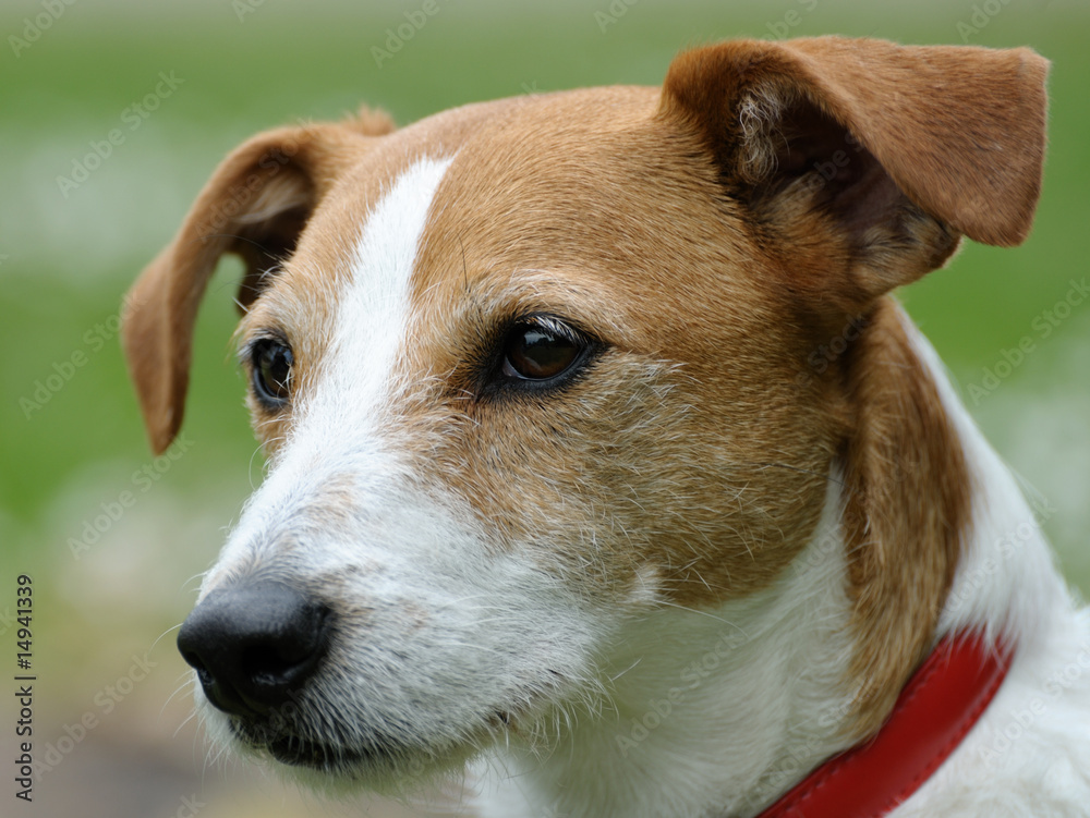 Smooth coated Parson Jack Russell Terrier portrait Smooth coated Parson Jack Russell Terrier portrait