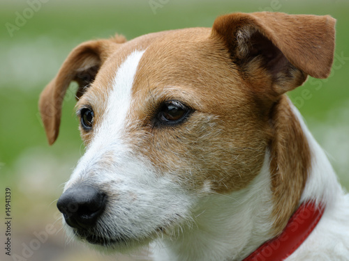 Smooth coated Parson Jack Russell Terrier portrait