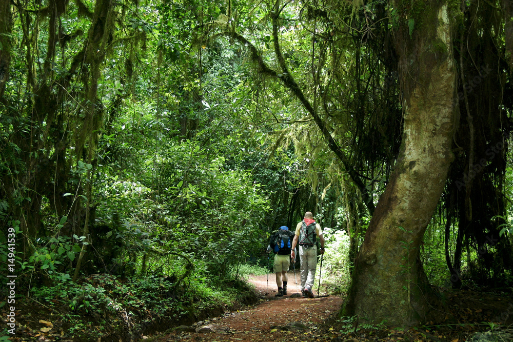 randonnée en forêt vierge