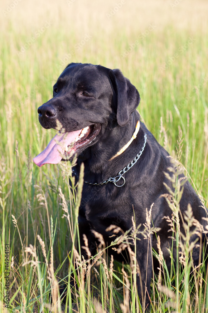 black dog labrador