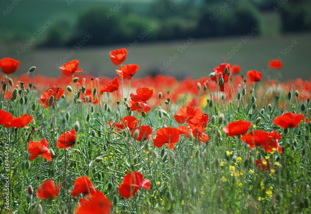 Obraz premium Wild poppies