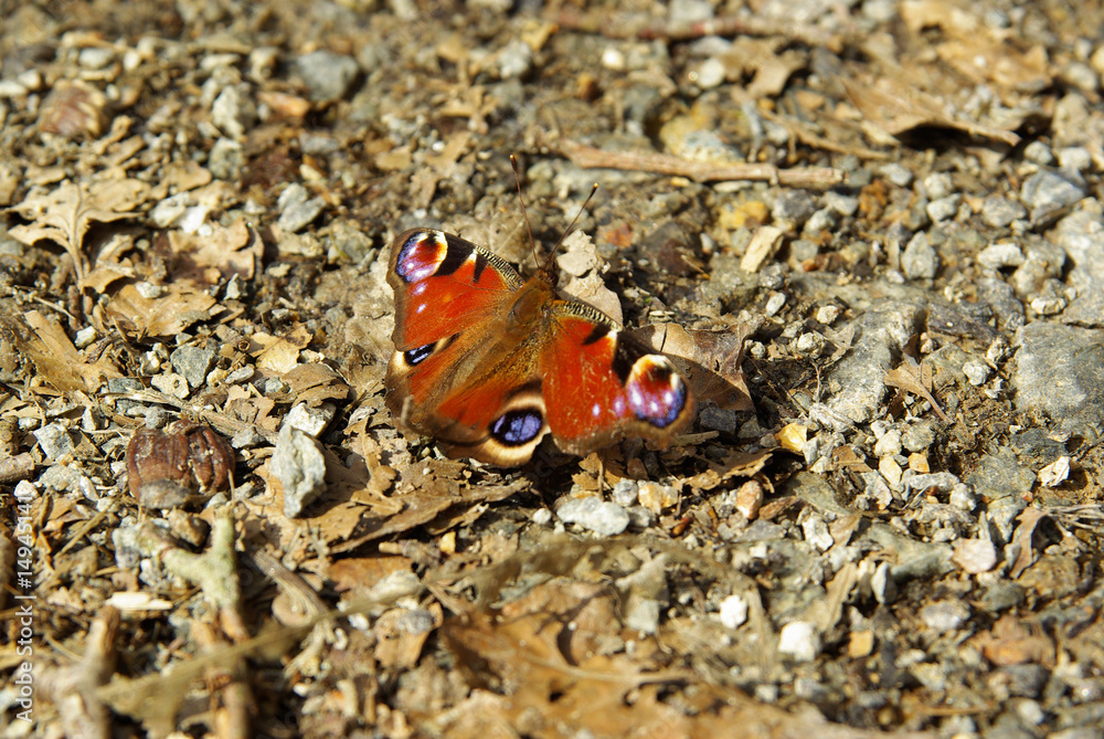 papillon papillon