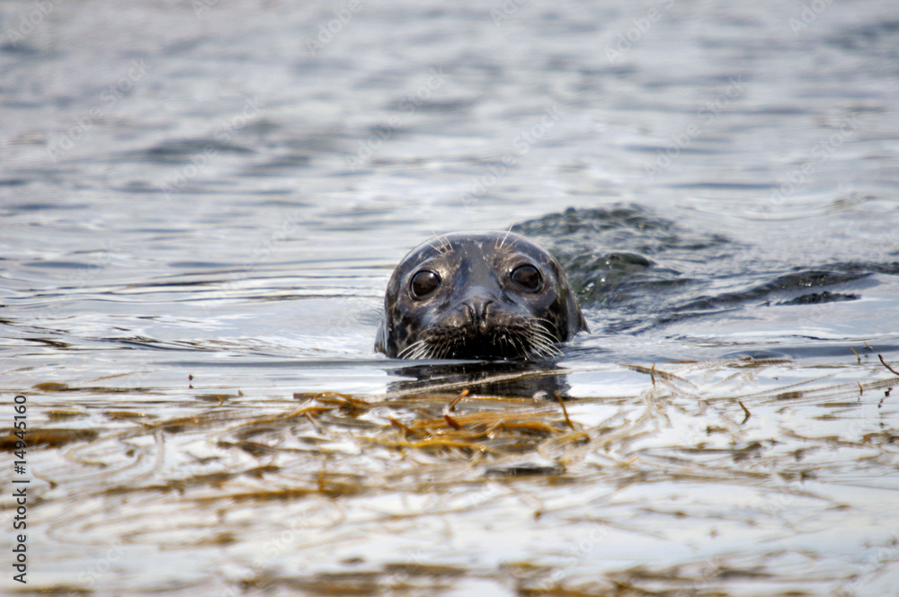 Fototapeta premium BARRA SEAL