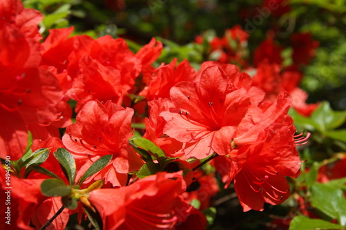 ツツジ　六義園