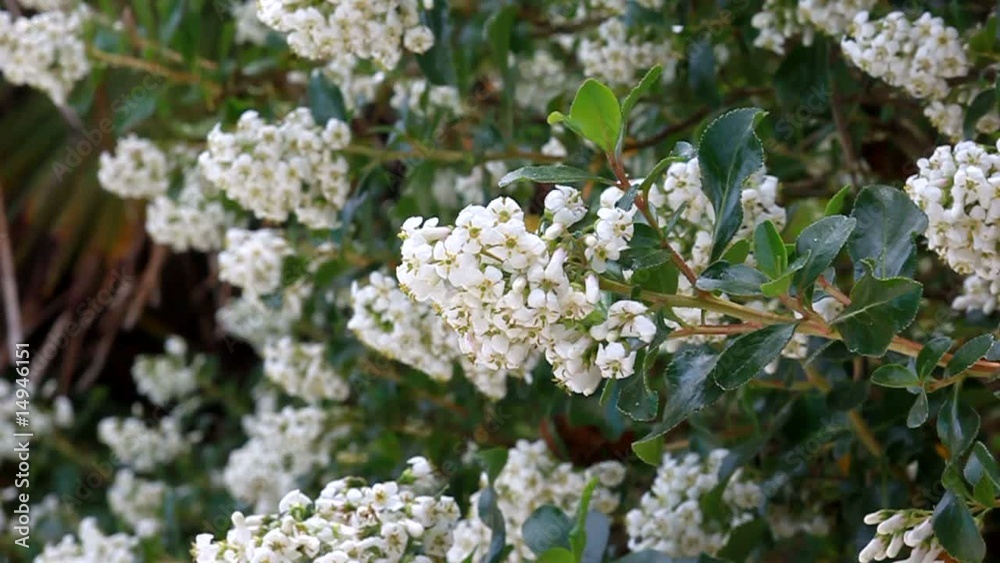 arbuste à fleurs blanches