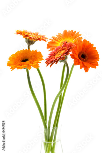 Bouquet of Gerbera flowers isolated on white background