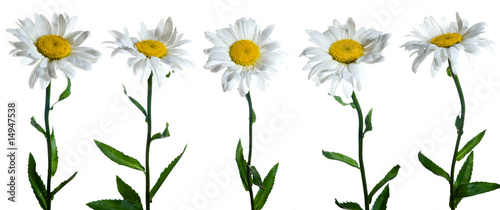 Five camomile flowers on white background