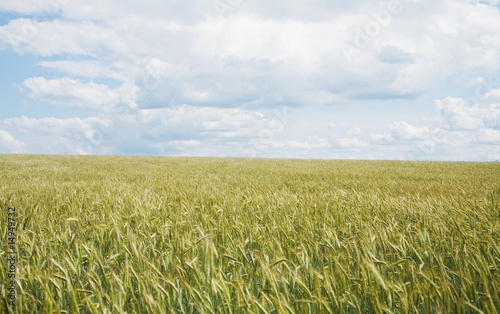 Wheat field in June