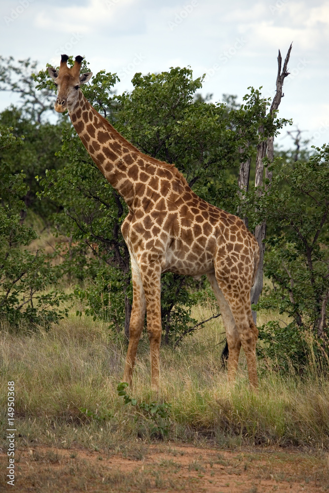 Netzgiraffe Netzgiraffe