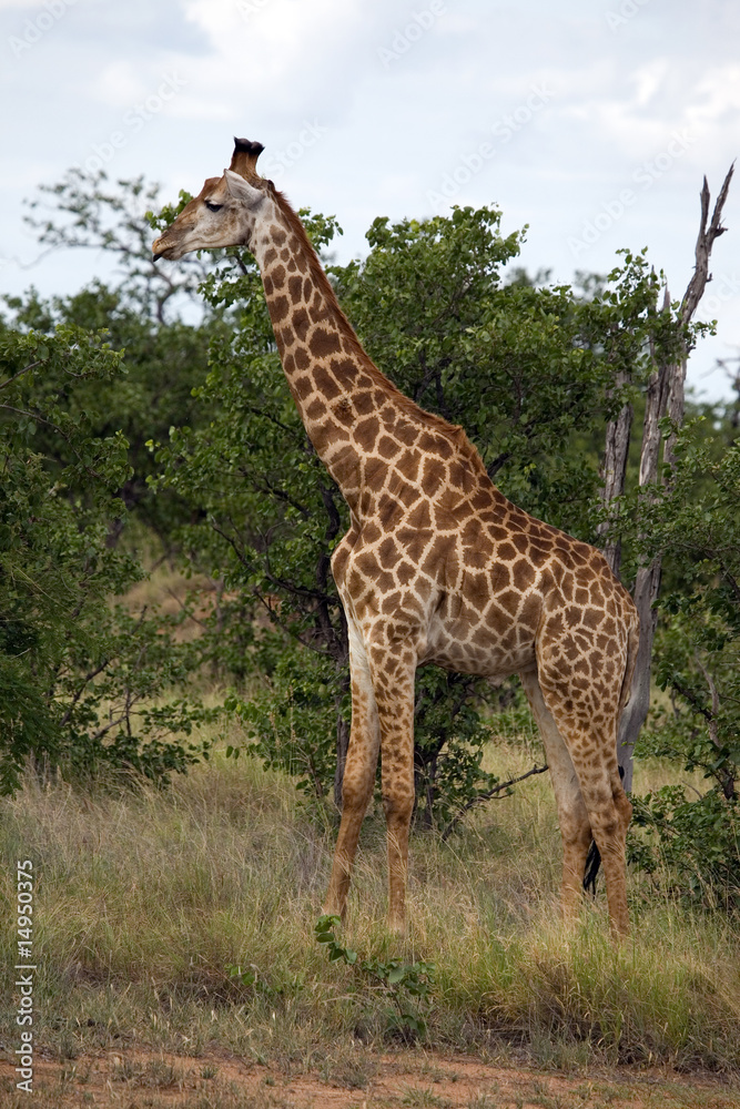 Netzgiraffe