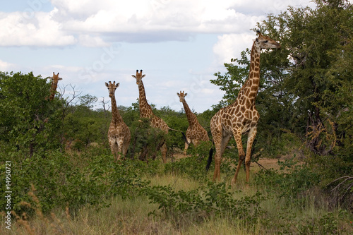 Netzgiraffen