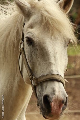 Cheval Equitation Horse