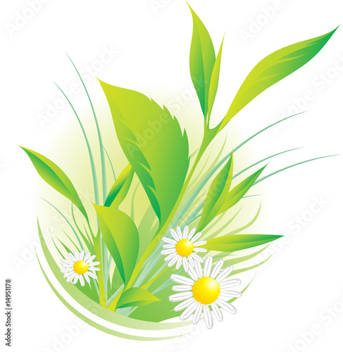 Vector illustration of natural plants and chamomile
