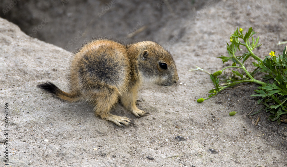 Naklejka premium Cynomys