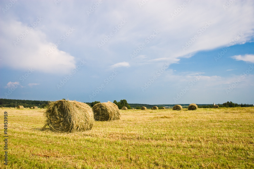 Hay stacks on the field | Summer rural landscape Hay stacks on the field | Summer rural landscape