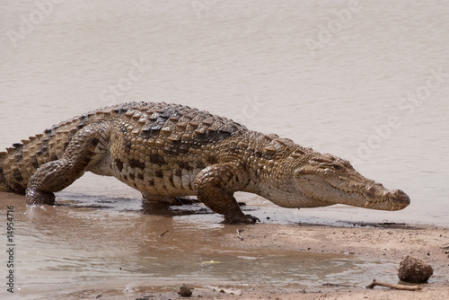 The Sacred Crocodiles Of Bazoulé, Burkina Faso