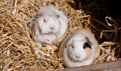 2 Guinea Pigs in Straw