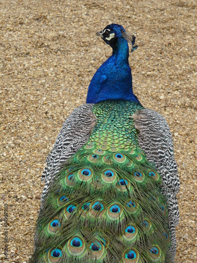 Obraz premium Male peacock
