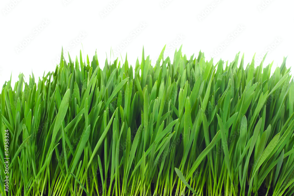 grass isolated grass isolated
