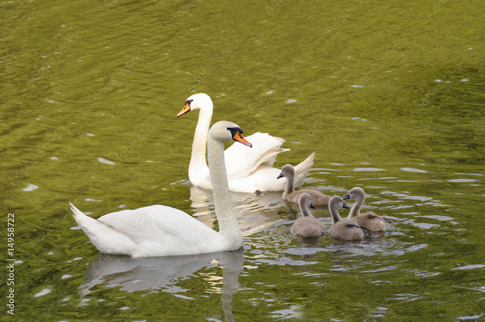 Obraz premium Swan family