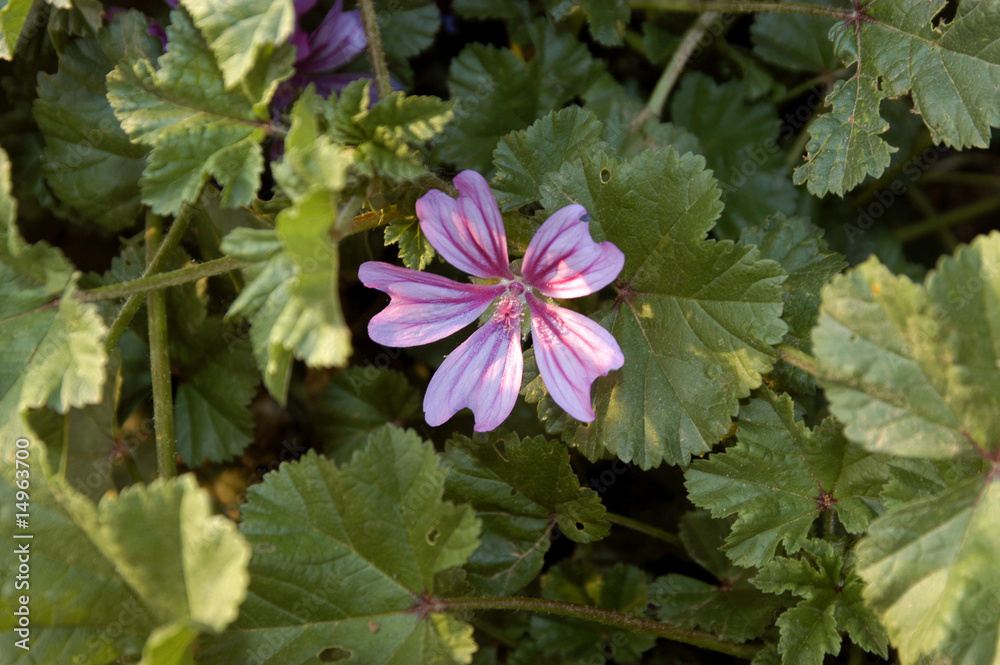 Malva sylvestris