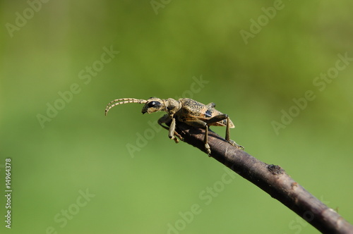 beetle on the branch