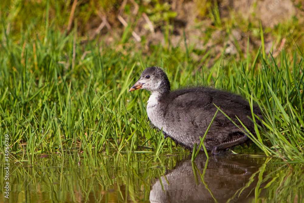 Juvenile coot in spring time in the water Juvenile coot in spring time in the water