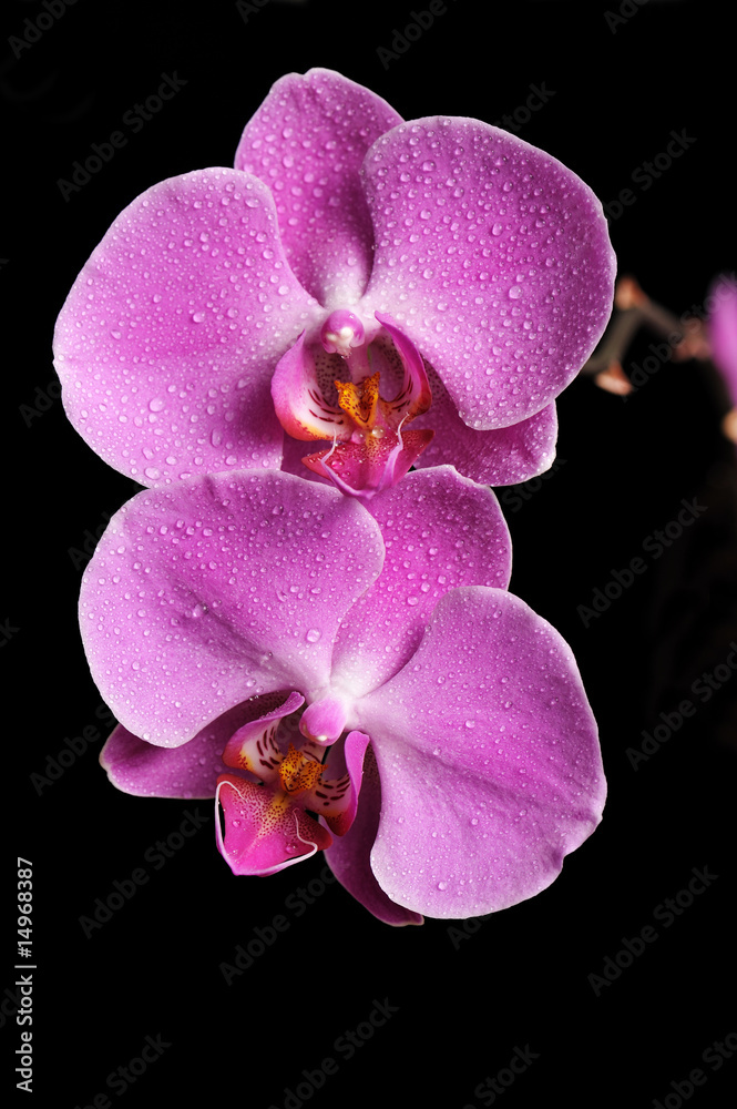 Obraz premium Pink Orchid