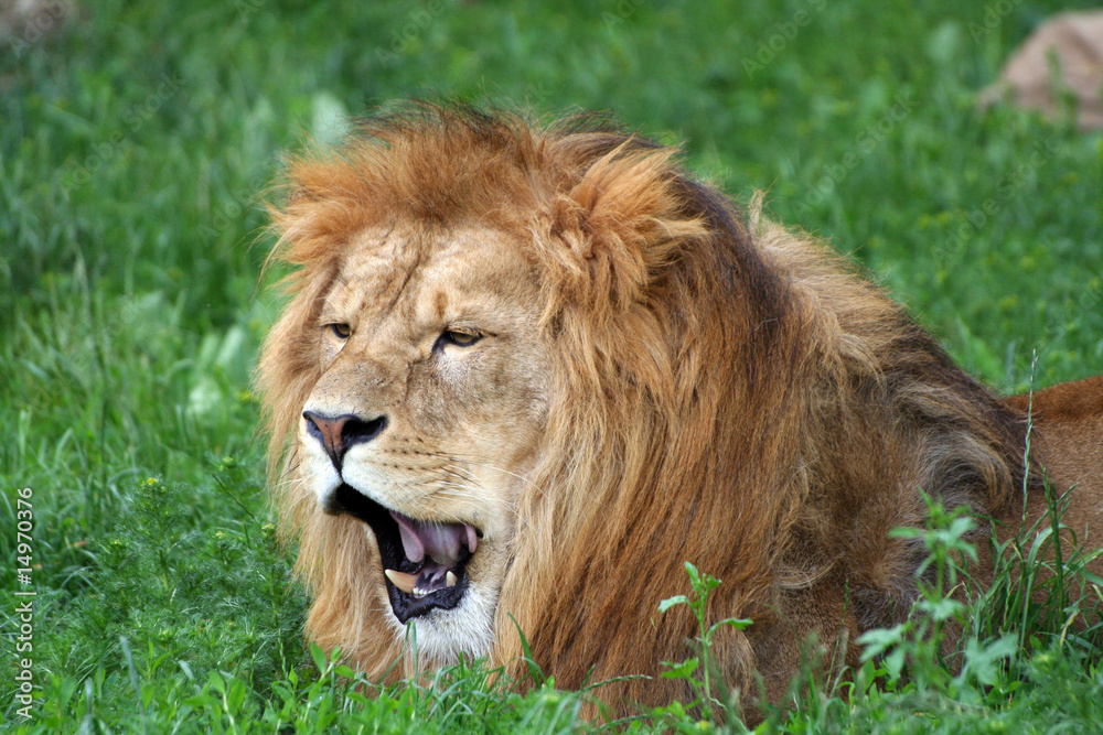 Male Lion