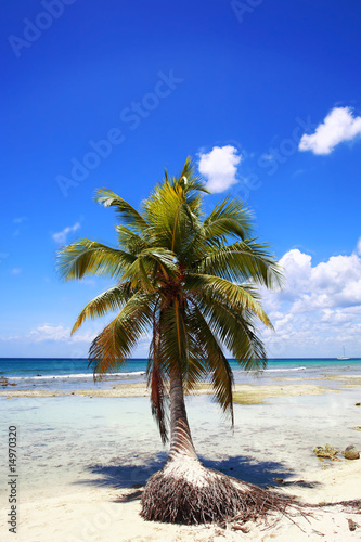 Palm tree on beach of Punta Cana  Dominican Republic