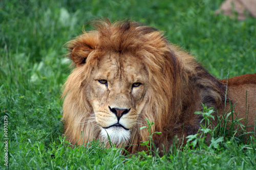 Fototapeta Naklejka Na Ścianę i Meble -  Male Lion